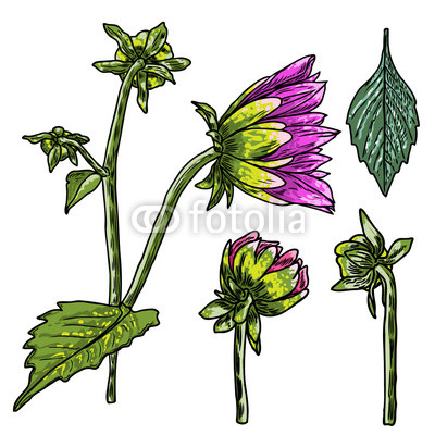 400x400 Set Of Fern, Leaves And Half Open Buds Of Daisy, Dahlias, Zinnia