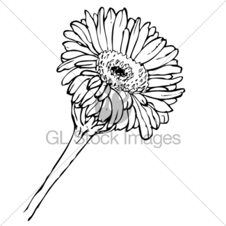 325x325 Vector Seamless Pattern With Pink Gerbera Flowers Gl Stock Images