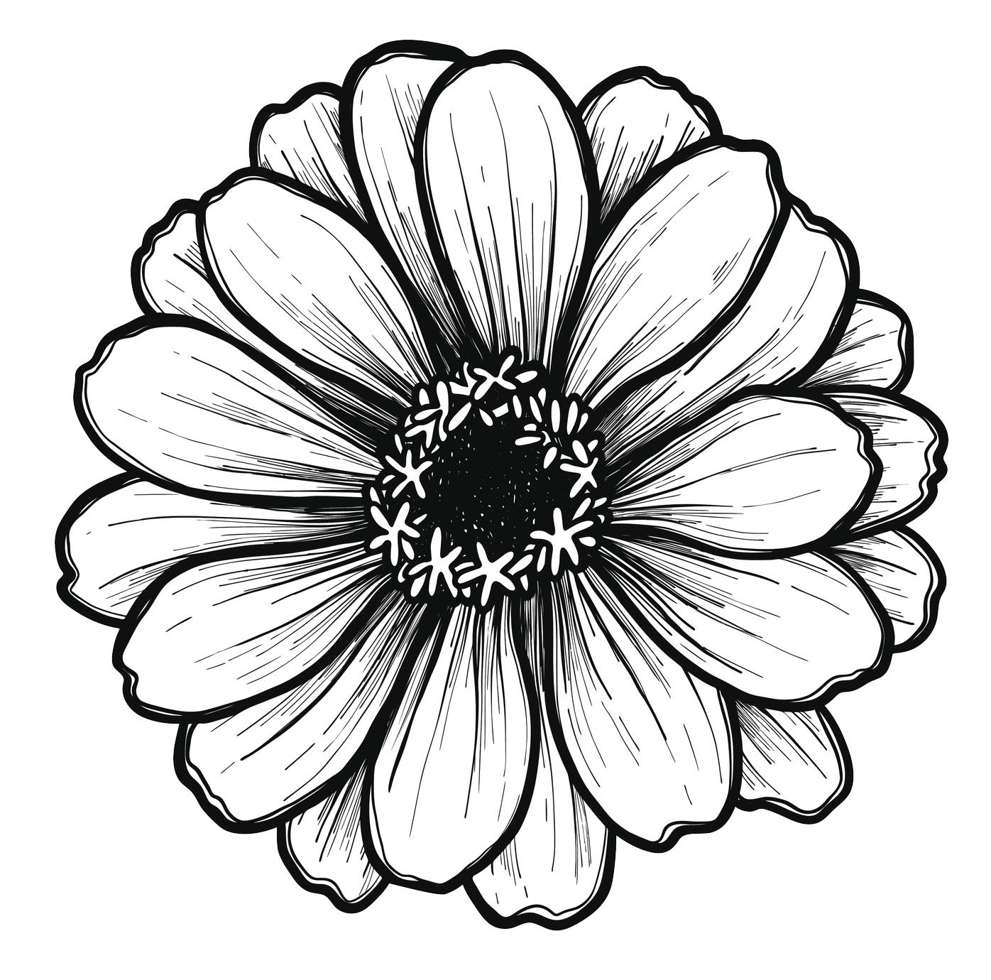 Gerbera Daisy Drawing Free download on ClipArtMag
