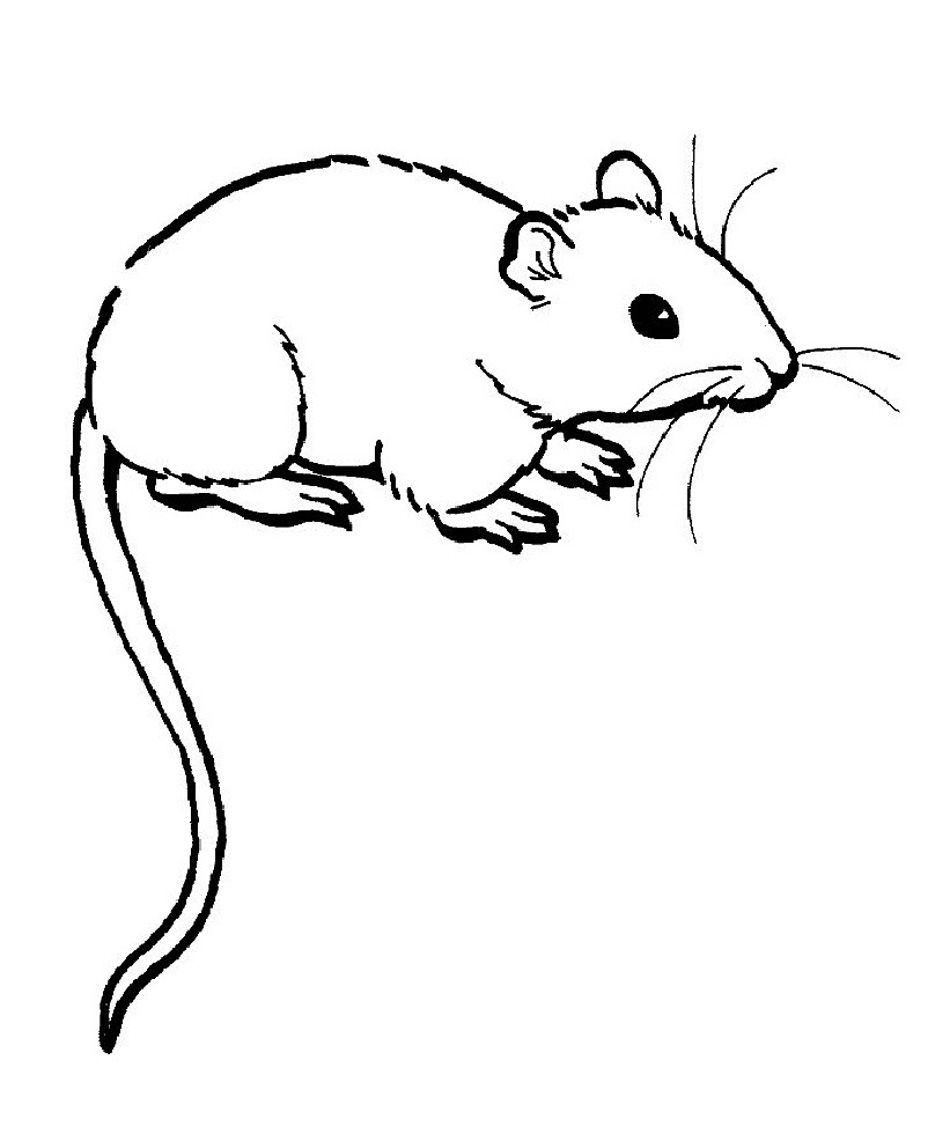 950x1126 Rat Clipart Colouring Page