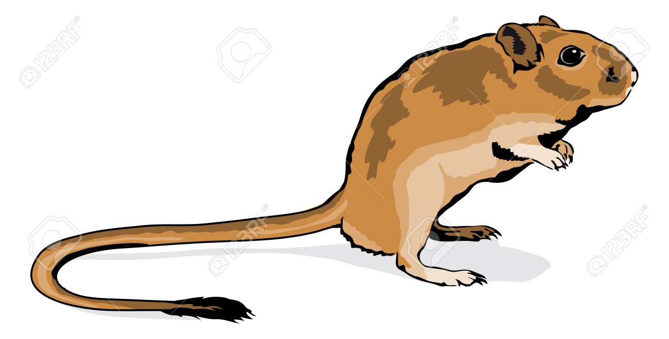 1300x660 rodent clipart gerbil