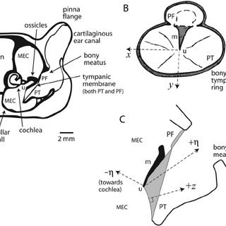 320x320 a schematic of general anatomy of gerbil auditory periphery