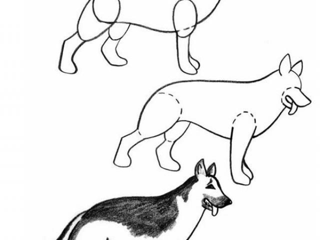 640x480 Drawn German Shepherd