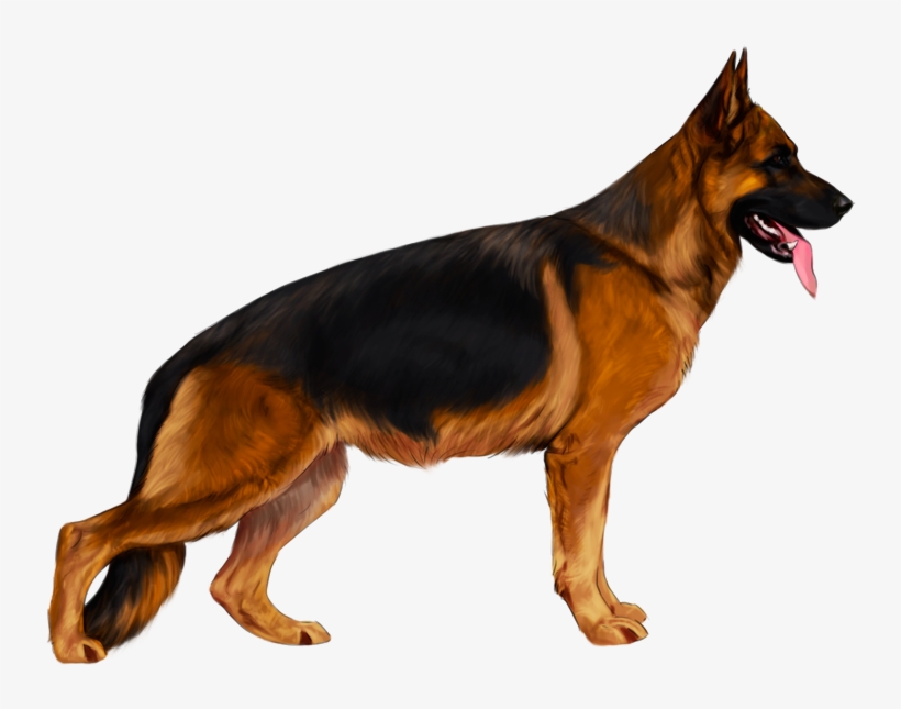 820x645 Drawing Dark German Shepherd