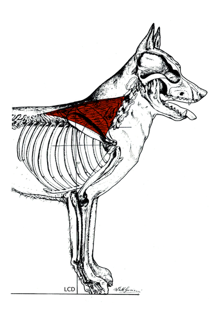 434x615 The Forequarter Of The German Shepherd Dog