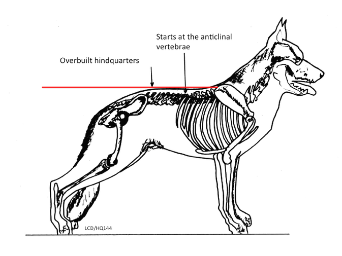 673x505 The Hindquarter Of The German Shepherd Dog