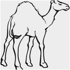 300x300 Camel Coloring