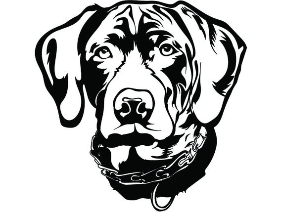 570x429 German Shorthaired Pointer Dog Breed K Pet Animal Hunting Etsy