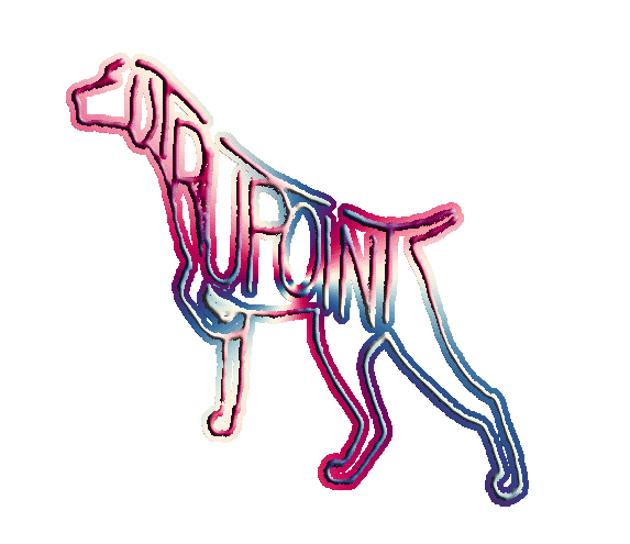 573x495 German Shorthaired Pointers