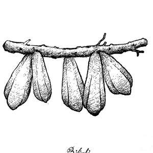300x300 Hand Drawn Of Fresh West Indian Gherkin Fruit Drawing