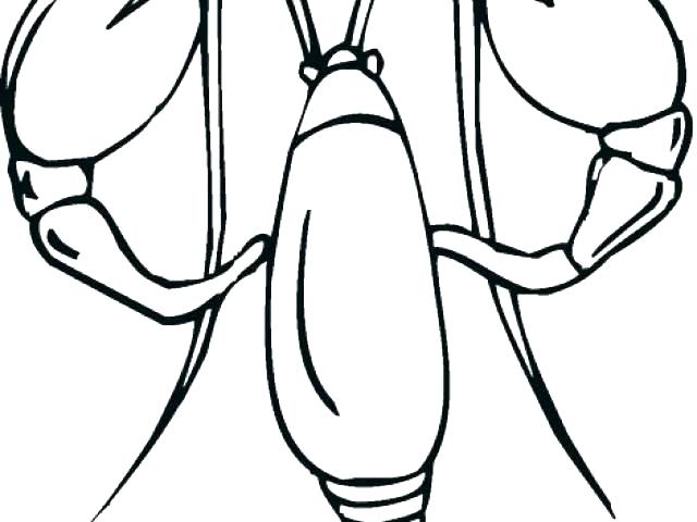 640x480 Clam Coloring