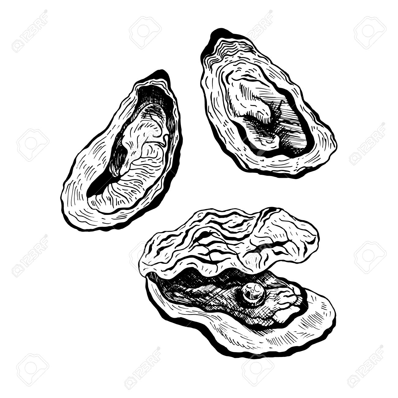 Giant Clam Drawing | Free download on ClipArtMag