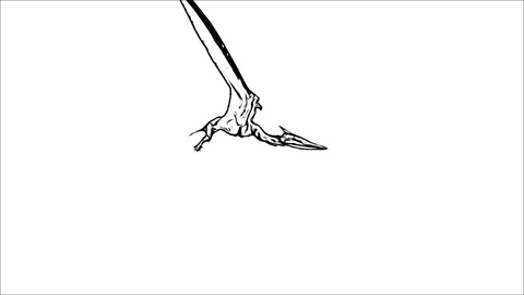 480x270 Ink Drawing Giant Bird Black And White Footage