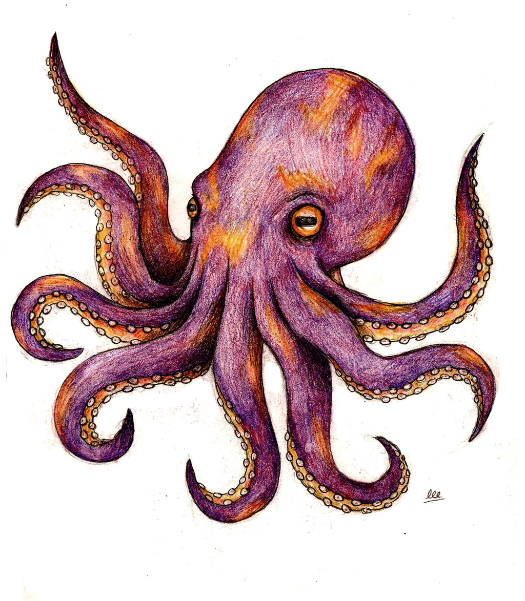 1024x1173 Giant Octopus Tattoo Drawing Images In Collection