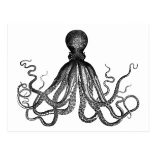 307x307 Giant Squid Drawing Gifts On Zazzle Ca