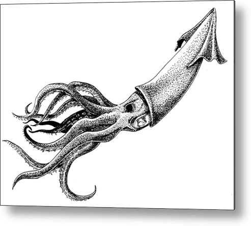 493x444 Humboldt Squid Metal Print