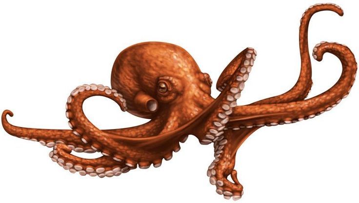 736x417 Tattoo In Octopus Drawing, Giant