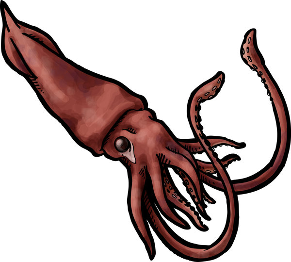 600x540 Squid Clipart Giant Squid Clipart