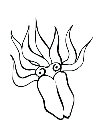 360x480 squid coloring pages giant squid coloring