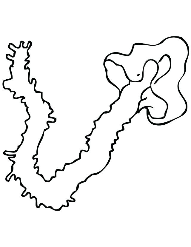 640x828 Giant Squid Coloring Pages