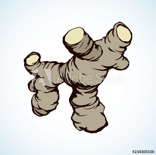 500x497 Ginger Vector Drawing