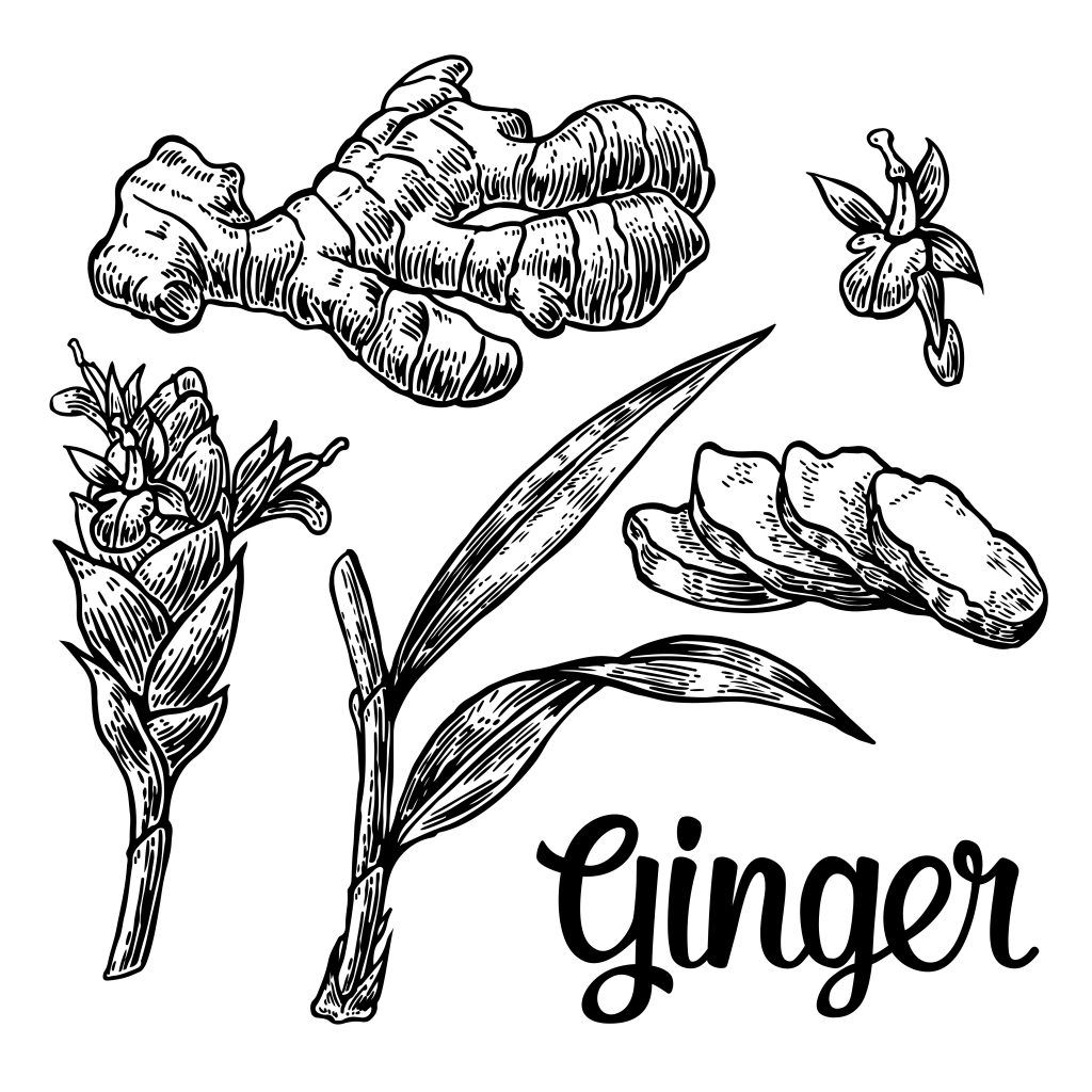 1024x1024 White Ginger Flower Drawing And Wonderful Health Benefits
