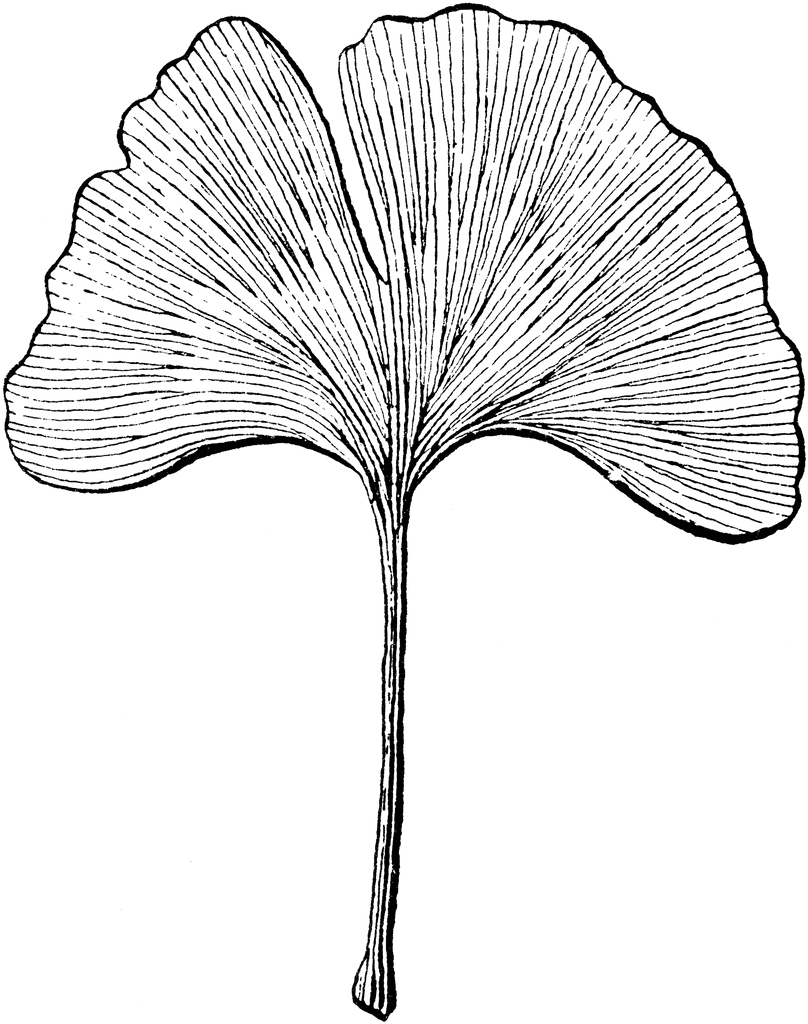 808x1024 Ginkgo Leaves And Botanicals In Leaf Drawing, Tattoo