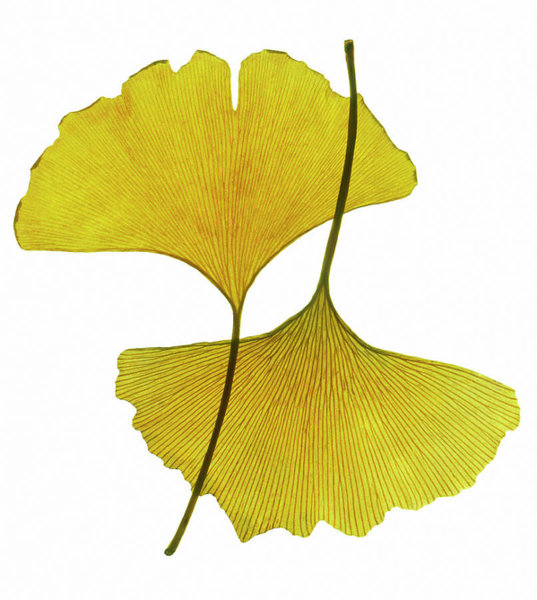 Ginkgo Leaf Drawing | Free download on ClipArtMag