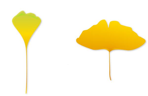 600x390 Ginkgo Leaf Vector