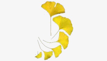 350x200 Ginkgo Leaves, Yellow, Leaf Png Image And Clipart For Free Download