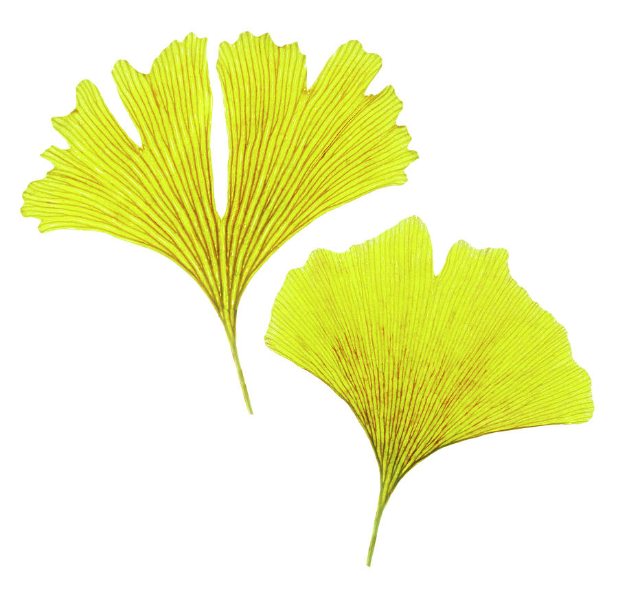 900x876 Ginkgo Leaves