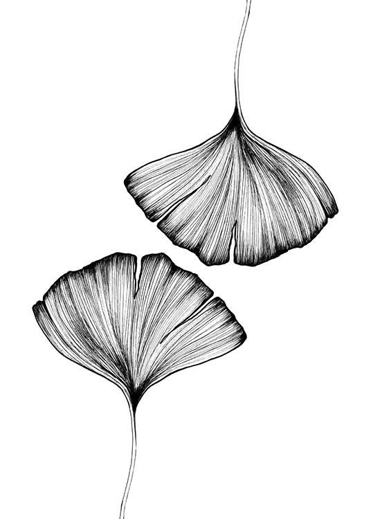 536x750 Ginkgo Leaves Poster