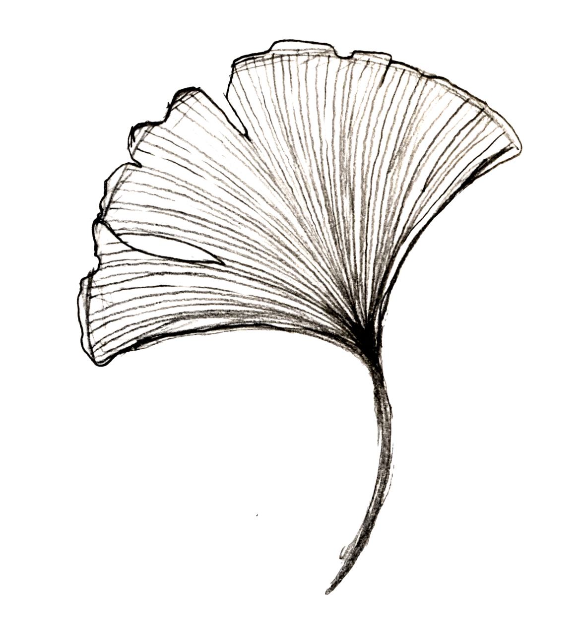 Ginkgo Leaf Drawing | Free download on ClipArtMag