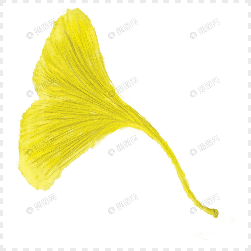 860x860 Ginkgo Leaf Png Image Picture Free Download