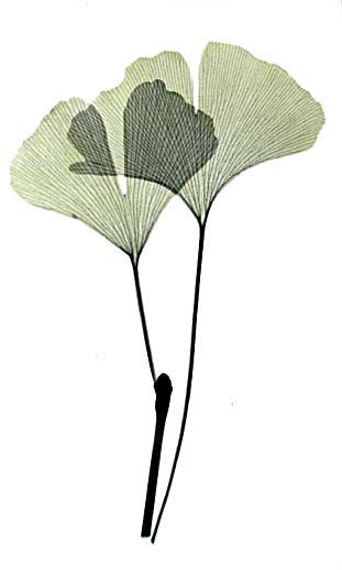311x518 Ginkgo Leaves X Rayography