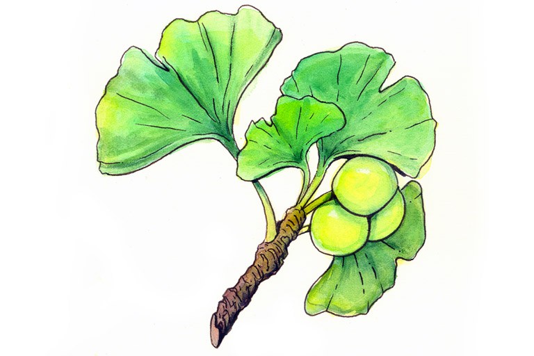 768x512 Ginkgo Memorial Sloan Kettering Cancer Center