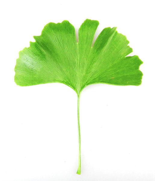 515x600 Ginkgo Biloba Art