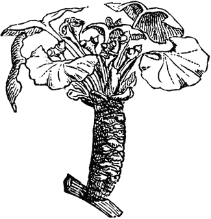 308x320 Ginkgo Biloba Branchlet Clipart Etc