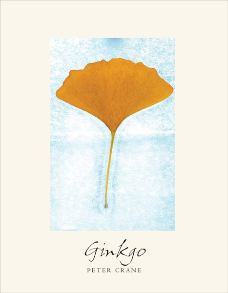 467x600 Ginkgo The Tree That Time Forgot