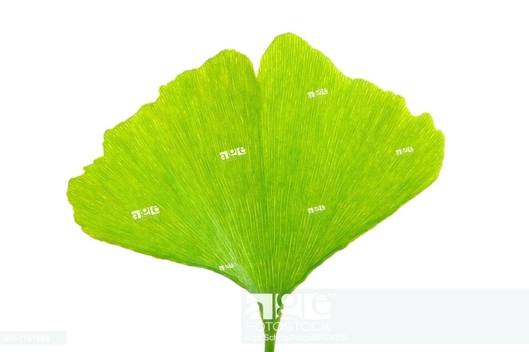 1049x698 Ginkgo Tree Leaves Leaf Images