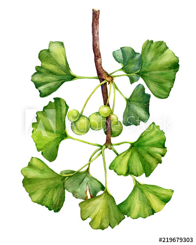 400x500 Ginkgo Biloba Branch