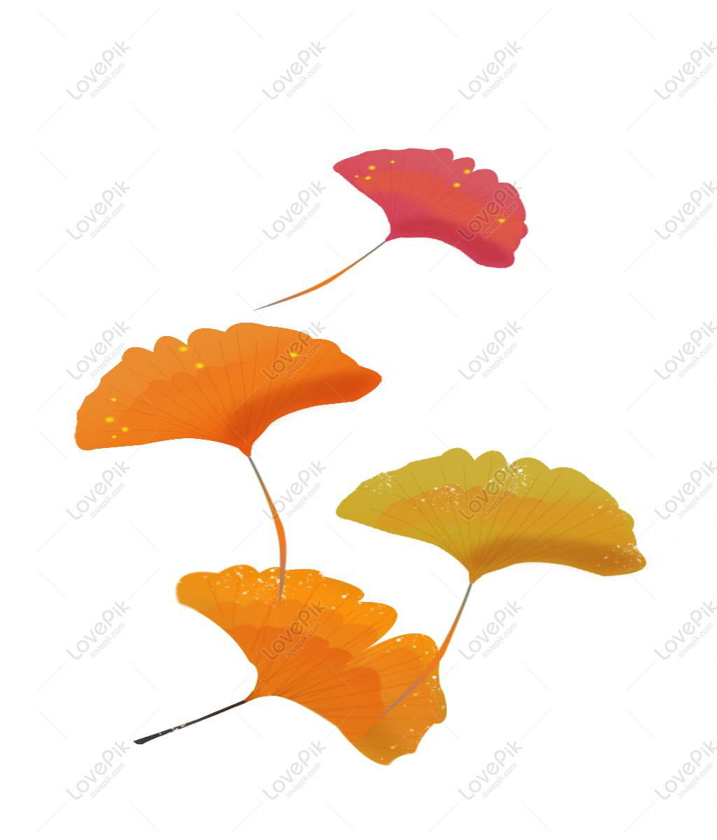 1024x1200 Ginkgo Biloba In Autumn Illustration Image Picture Free Download