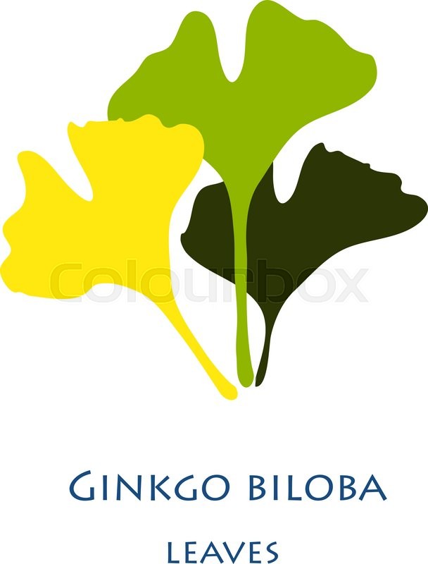 608x800 Ginkgo Biloba Stylizes Leaves Stock Vector Colourbox