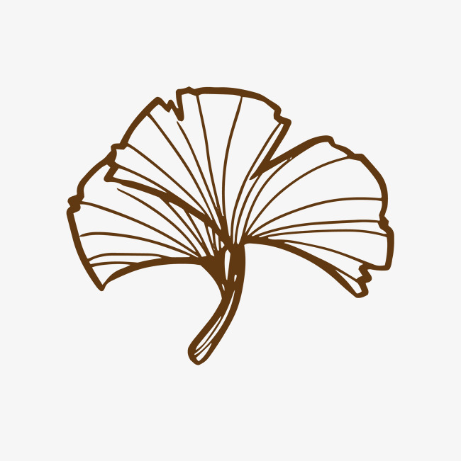 650x651 Ginkgo Biloba Vector Illustration Png Image