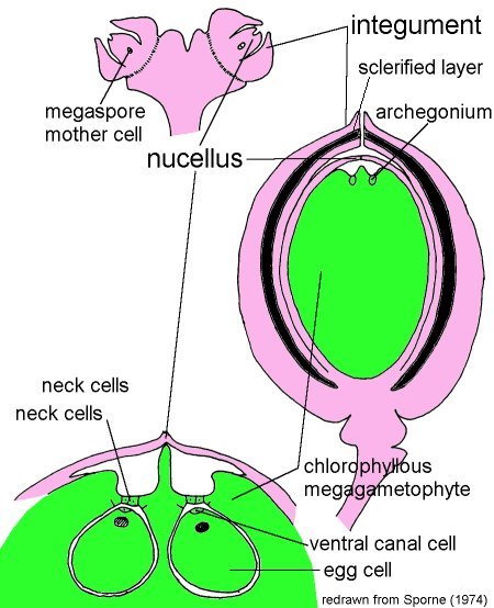 450x554 Ginkgo Ovule Development, Pollen And Video Photos Motile Sperms