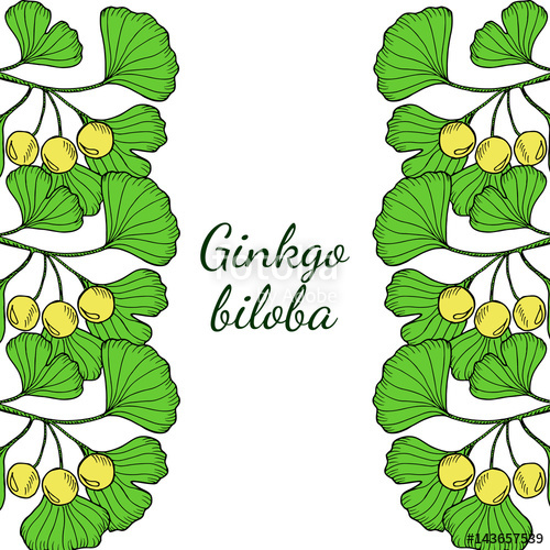 500x500 Hand Drawn Medicinal Plant Ginkgo Biloba Tree Branches Vertical