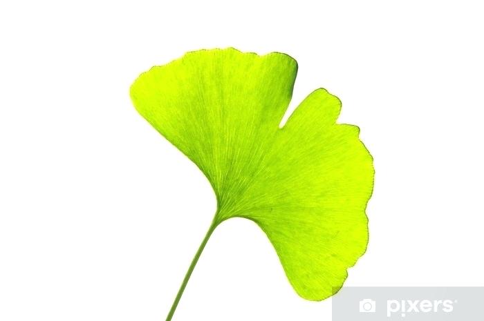 700x465 Sky Tower Ginkgo Tree Leaf Meaning