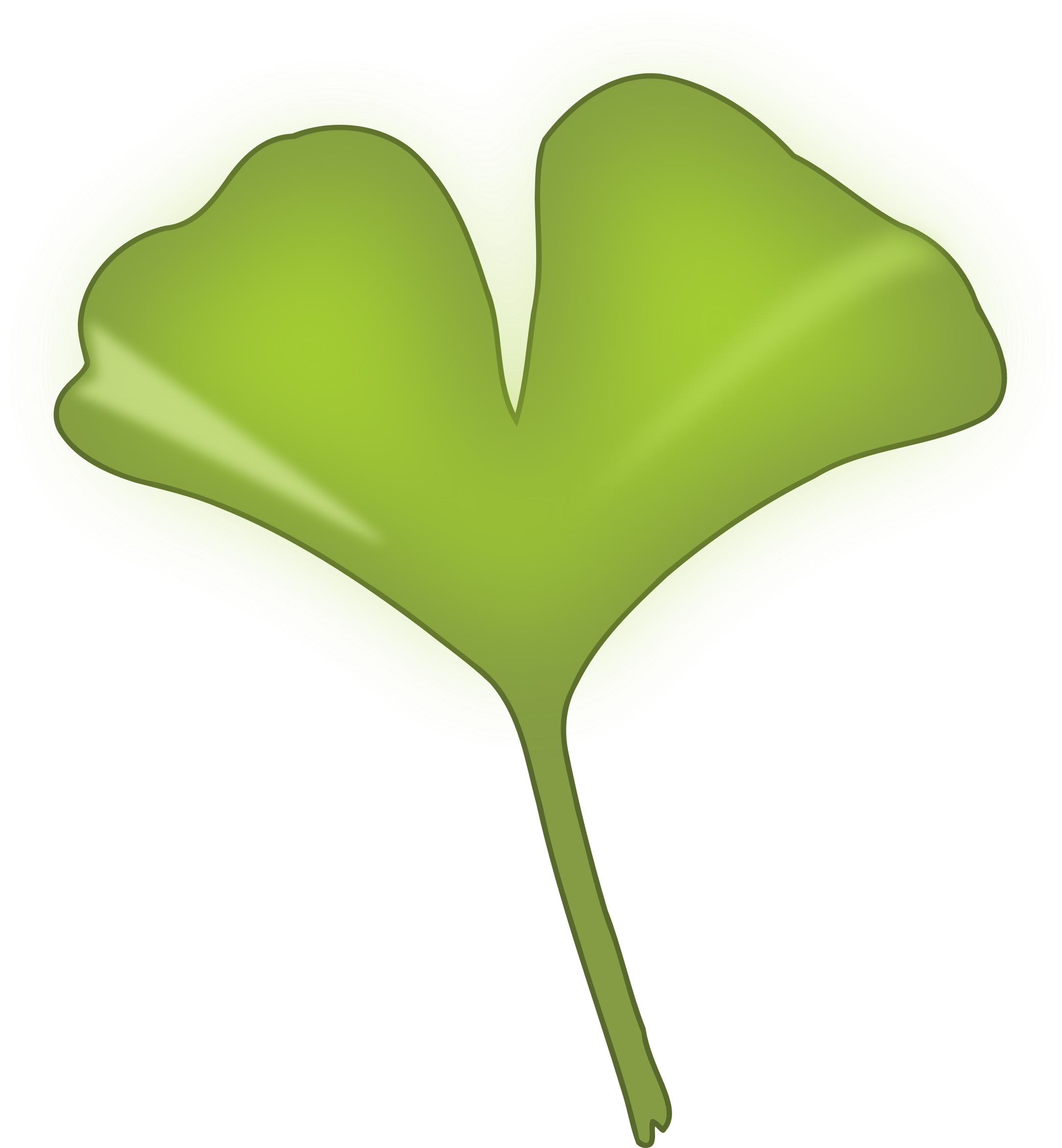 2171x2346 Ginkgo Biloba Leaf Icons Png