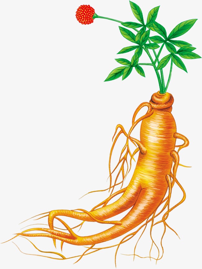 650x866 ginseng, chinese herbal medicine, traditional chinese medicine