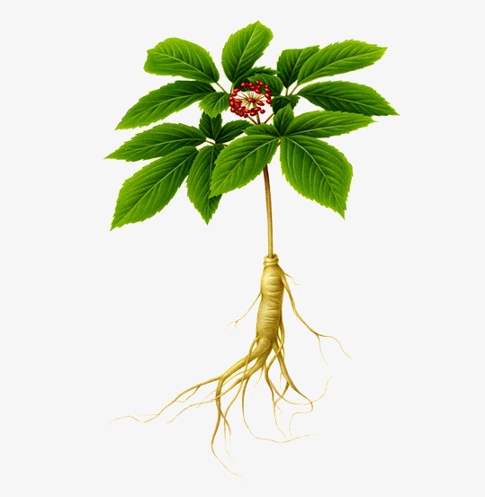 539x553 Ginseng, Plant, Hand Painted Leaves, Safflower Png Image